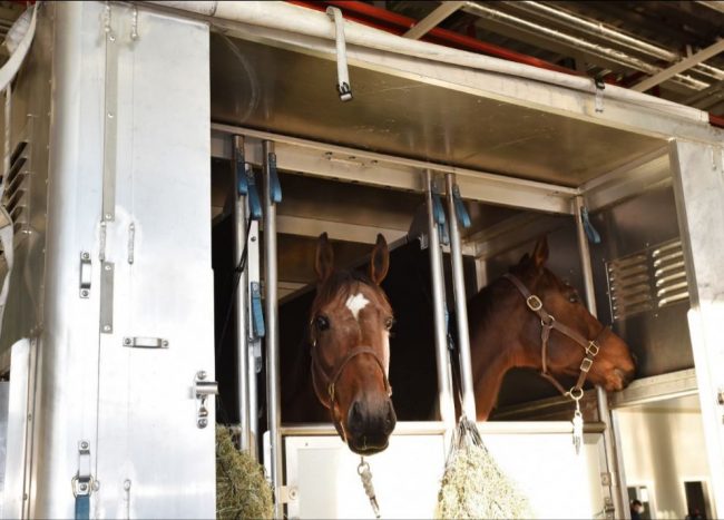 Atlar, Turkish Cargo ile yolculuk yaptı