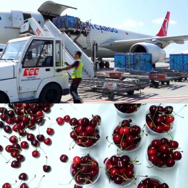 Turkish Cargo sayesinde Türk kirazını yiyecekler (videolu)