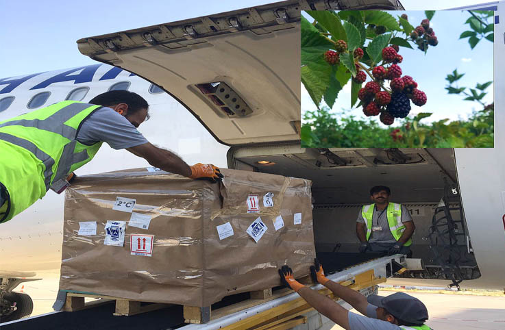 Türk böğürtleni,  Turkish Cargo ile dünyaya açılıyor