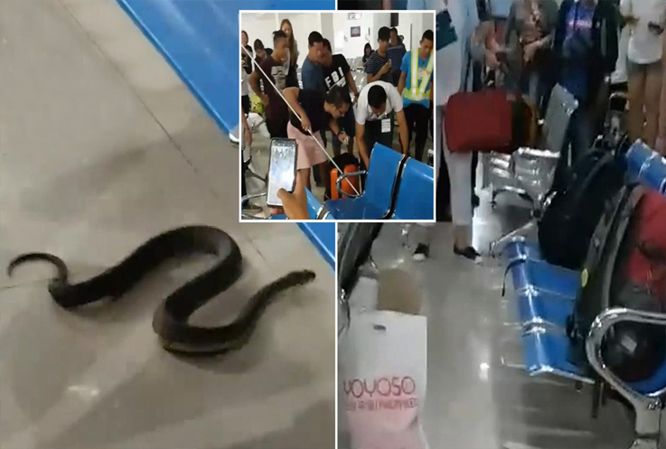 Filipinler’de Daniel Z. Romualdez Havalimanı’nı yılanlar bastı