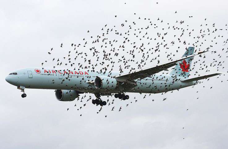 Air Canada’nın A319’u kuş sürüsüne girdi
