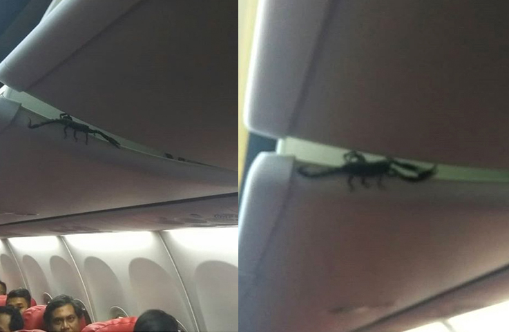 Lionair uçağı kabininde akrep yolcuları korkuttu