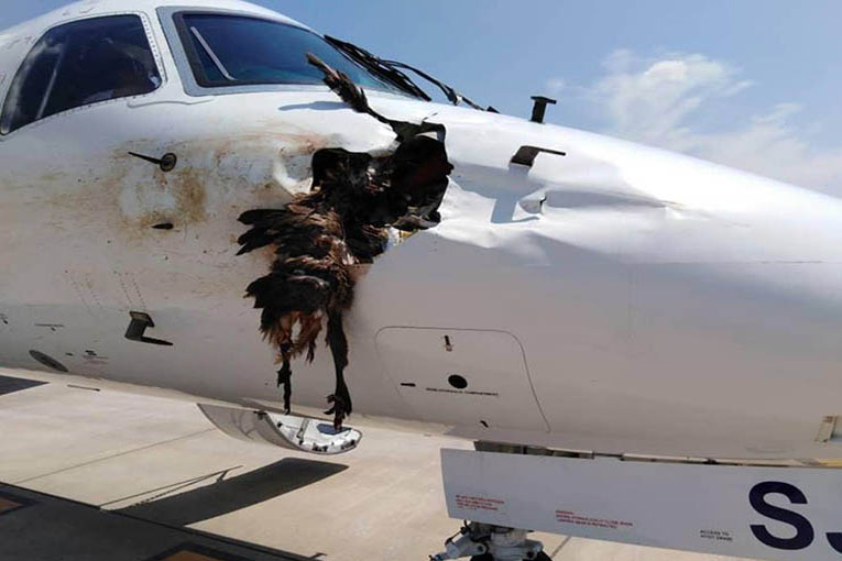 Airlink’in uçağına kuş çarptı bu hale geldi