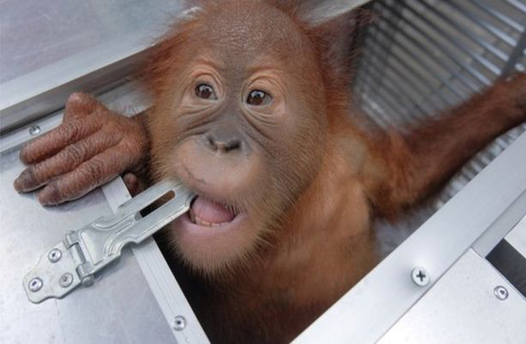 Endonezya’da kaçırılmak istenen orangutan havaalanında kurtarıldı