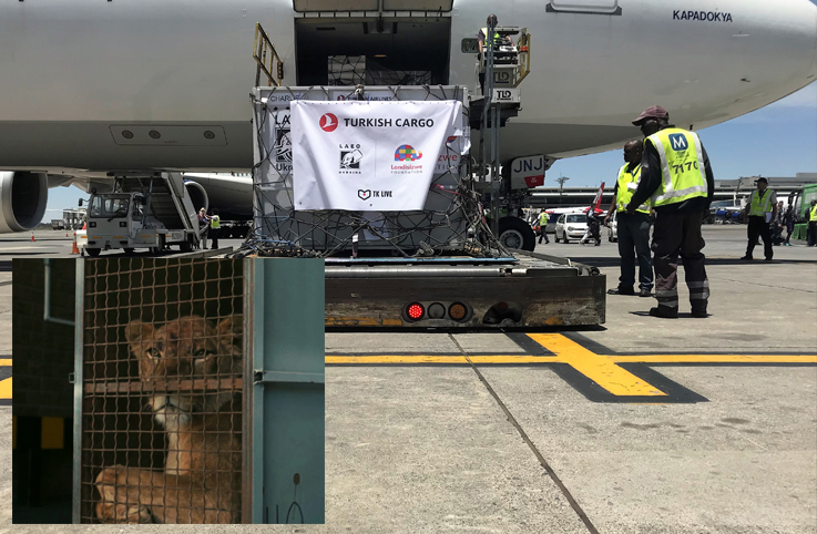Turkish Cargo, 4 aslanı özgürlüğe uçurdu