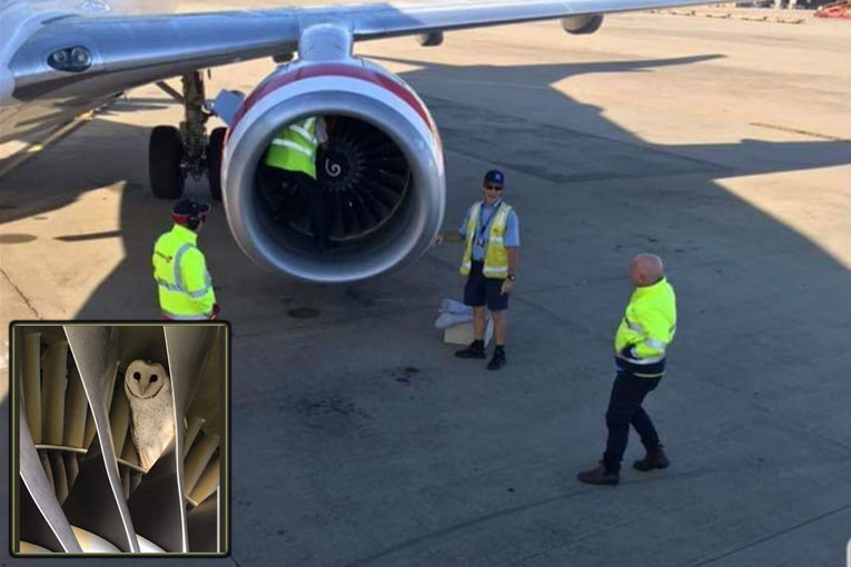 Virgin Avustralya uçağının motoruna baykuş girdi