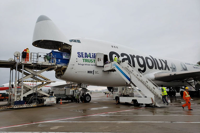 Beluga balinaları İzlanda’ya sağ salimg götürdü