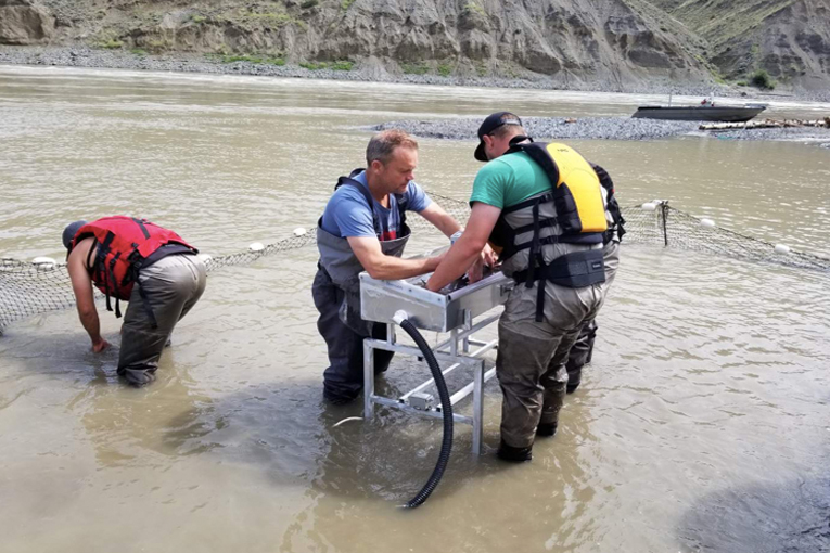 Kanada, somon yumurtalarını helikopterle taşıyor