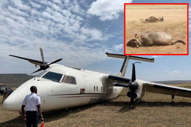 Kenya’da Safari uçağı inişte antiloplara çarptı