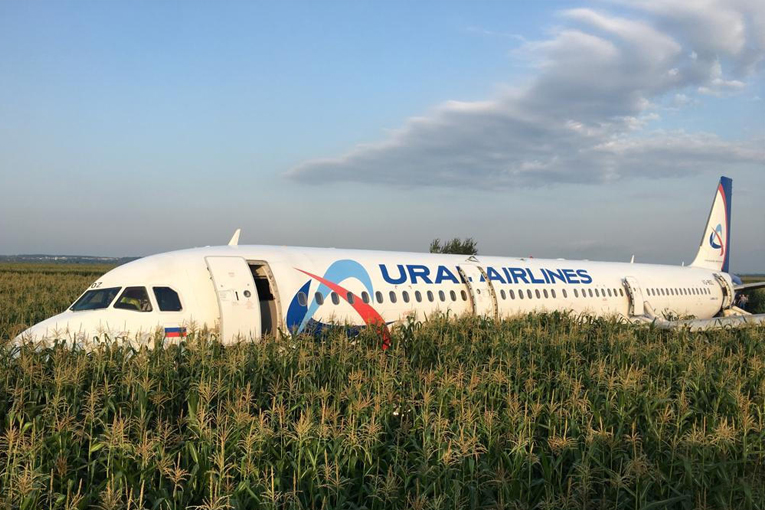 Ural Havayolları kuş sürüsüne girdi, mısır tarlasına indi