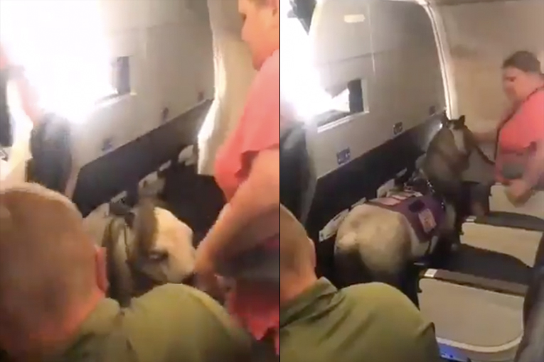 ABD’de bir kadın midilli atıyla uçağa bindi
