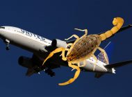 United uçağında yolcuyu akrep soktu