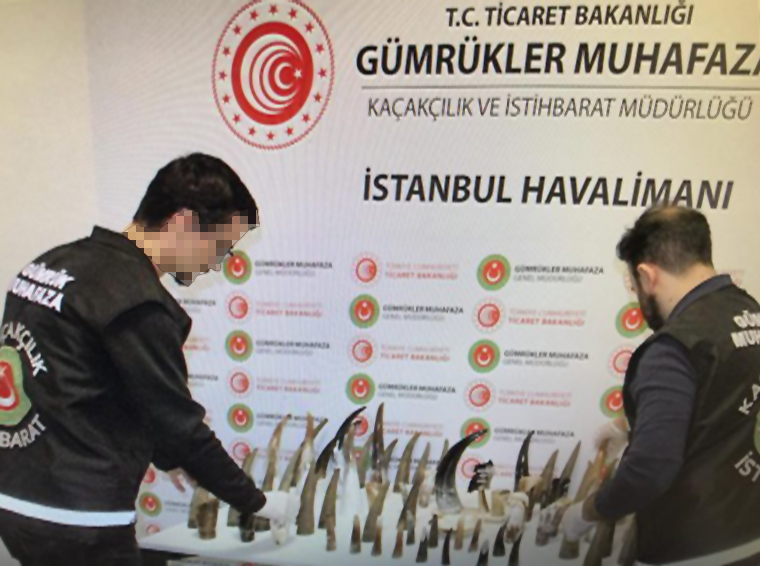İstanbul Havalimanı’nda Bufalo Boynuzu ele geçirildi