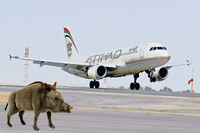 Etihad’ın uçağı İslamabad’da inişte yaban domuzuna çarptı