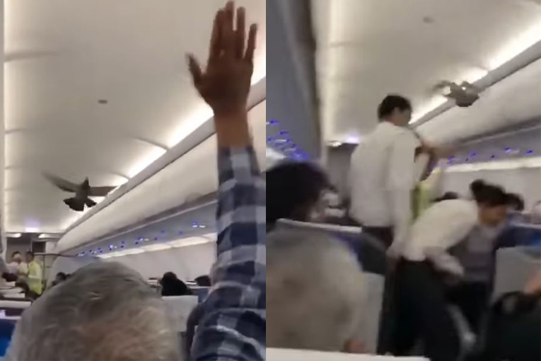 Uçağın davetsiz misafirleri, yarım saat rotar yaptırdı