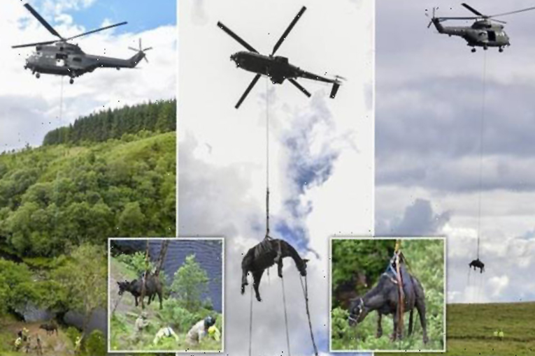 İngiltere’de RAF helikopleri inekler için havalandı