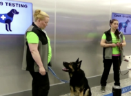 Finlandiya, Covid-19’u köpeklerle tespit ediyor