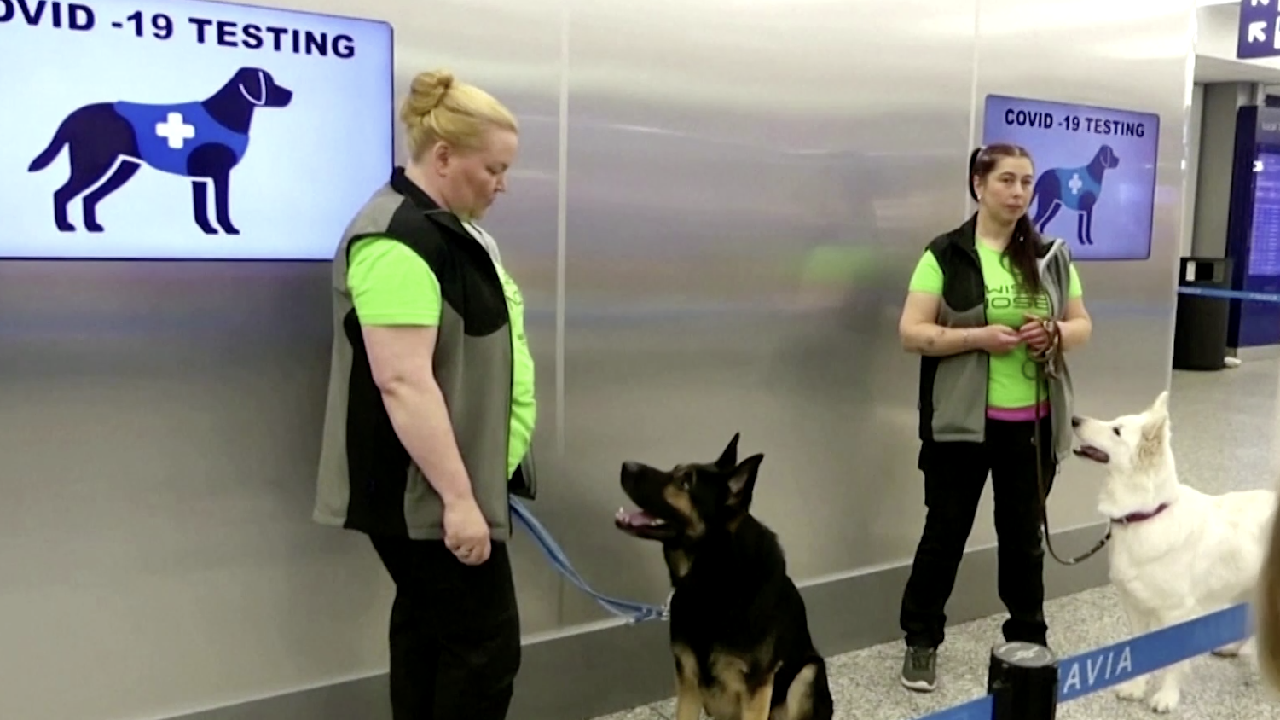 Finlandiya, Covid-19’u köpeklerle tespit ediyor
