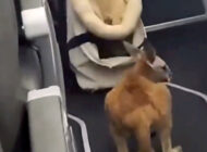 Yavru kanguru uçakta yolcularla seyahat etti
