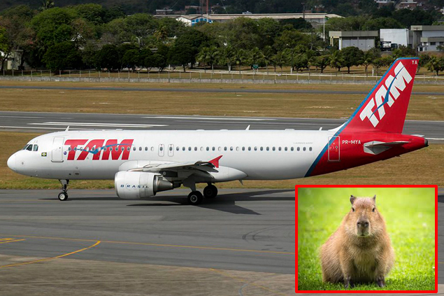 LATAM havayolu uçağı kalkışta Kapibara’ya çarptı
