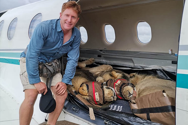 Pilatus PC-12 ile üç aslanı böyle taşıdılar