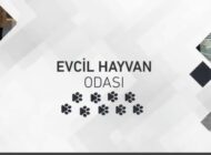 Uçak kabininde evcil hayvan taşımanın şartları nelerdir?