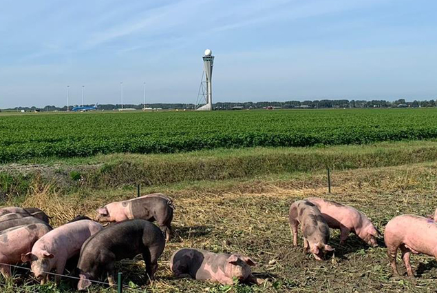 Schiphol Havalimanı’nda kuşlara ilginç çözüm