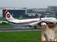 Biman Airlines uçağı inişte ineğe çarptı
