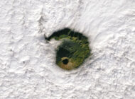 NASA, Vezüv yanardağını görüntüledi