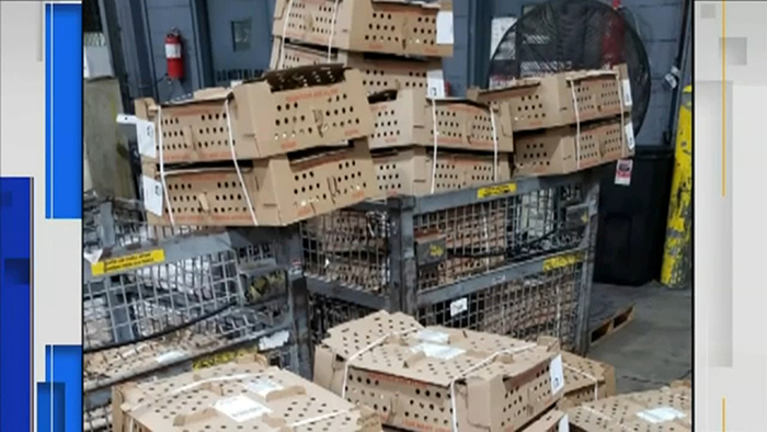 Miami Havalimanı’nda 4 bin civciv telef oldu