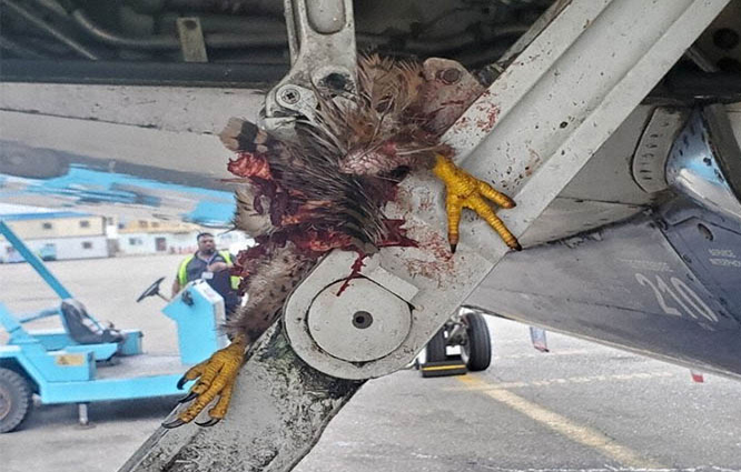 Air Peace uçağı kuş yüzünden geri döndü