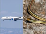 United Airlines uçağına giren yılan yolcuları korkuttu