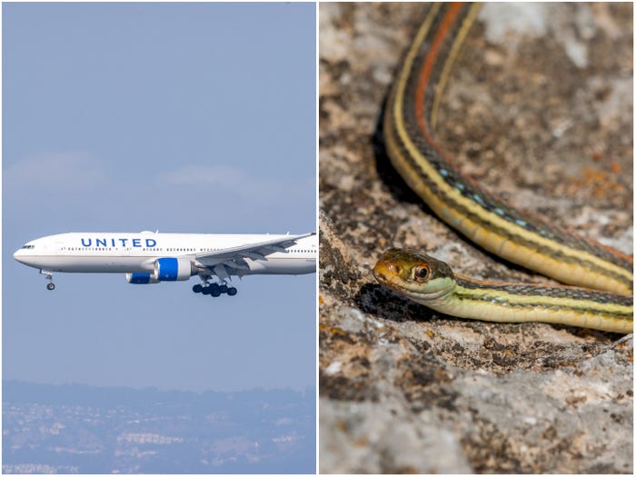 United Airlines uçağına giren yılan yolcuları korkuttu