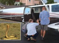 Cape Town’da “Sarı Cobra Yılanı” uçağı acil indirdi