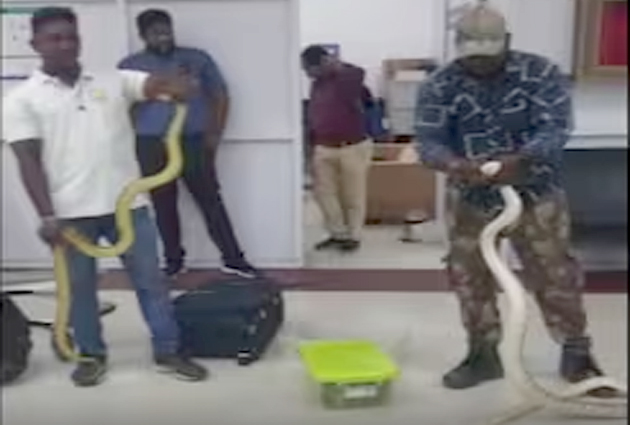 Chennai Havalimanı’nda valizden 22 adet yılan çıktı