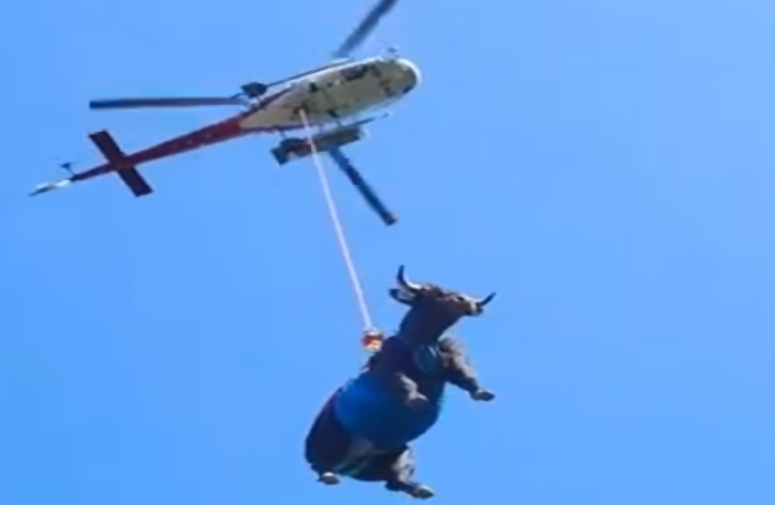 İsviçre’de ayağı kırılan inek helikopter ile tahliye edildi