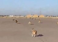 Bağdat Havalimanı’nı köpekler bastı