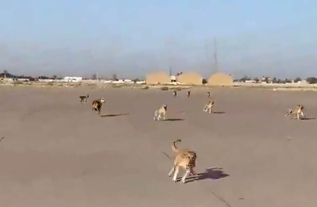 Bağdat Havalimanı’nı köpekler bastı