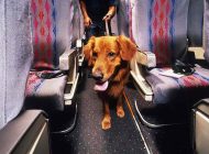 UA uçağı köpeğin pisliği nedeniyle acil indi