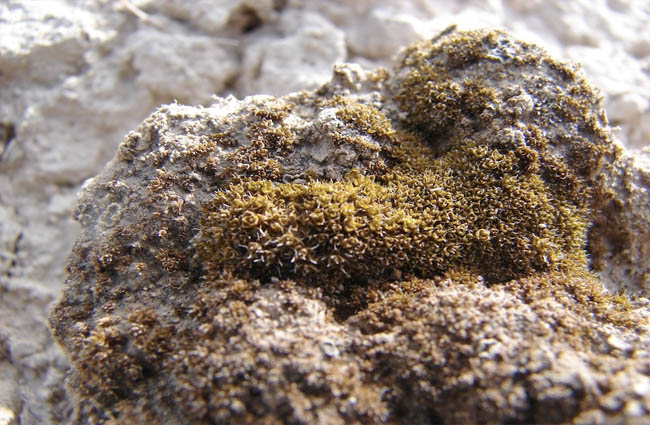 Mars’ta çöl yosunu keşfedildi