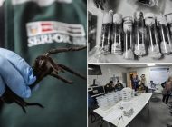 Yüzlerce tarantula ve böcekle yakalandı