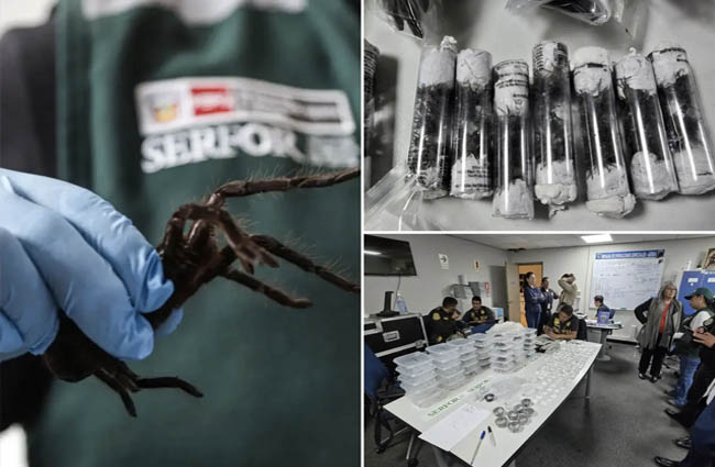 Yüzlerce tarantula ve böcekle yakalandı