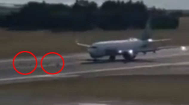 Alaska’nın B737 MAX8’i inişte geyik sürüsüne çarptı