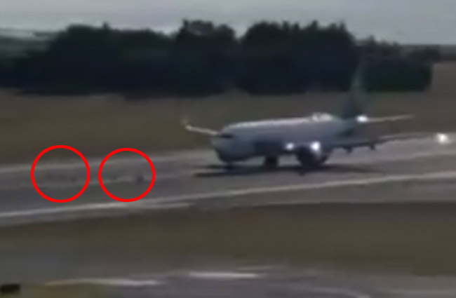 Alaska’nın B737 MAX8’i inişte geyik sürüsüne çarptı