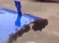 Arılar uçuşu engelledi