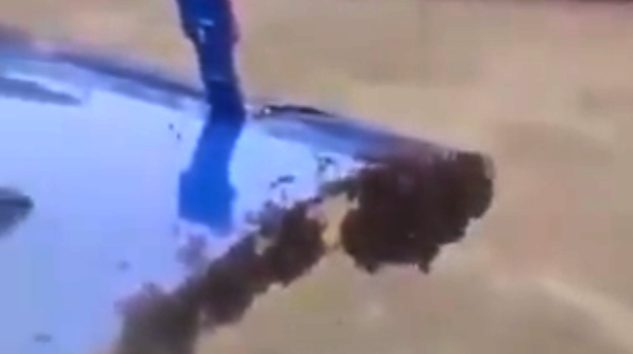 Arılar uçuşu engelledi
