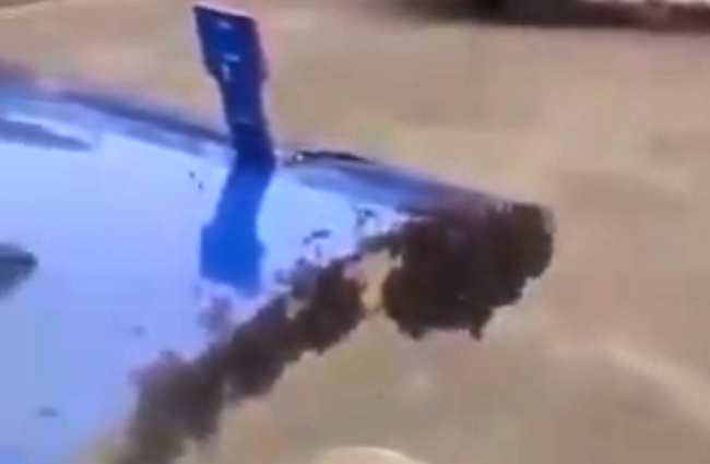 Arılar uçuşu engelledi