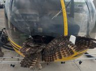 Robinson R44’e baykuş çarptı