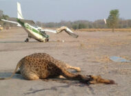 Kenya’da Cessna 208B’ye inişte zürafa çarpı