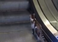 Kedinin İSG’de yürüyen merdivenle imtihanı